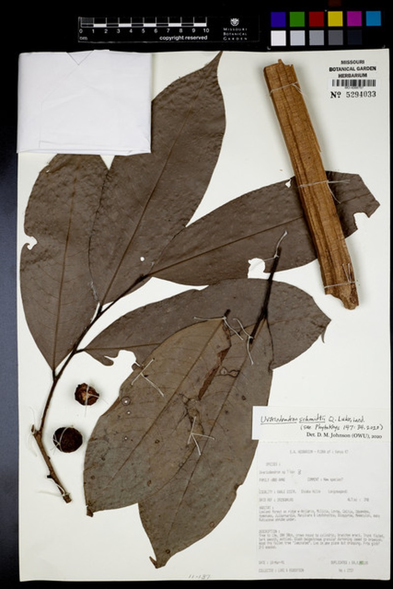Uvariodendron schmidtii photo 2