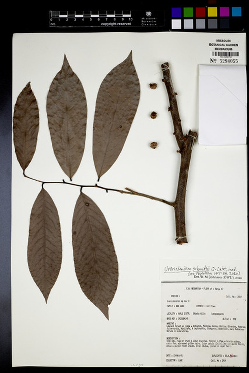 Uvariodendron schmidtii photo 3