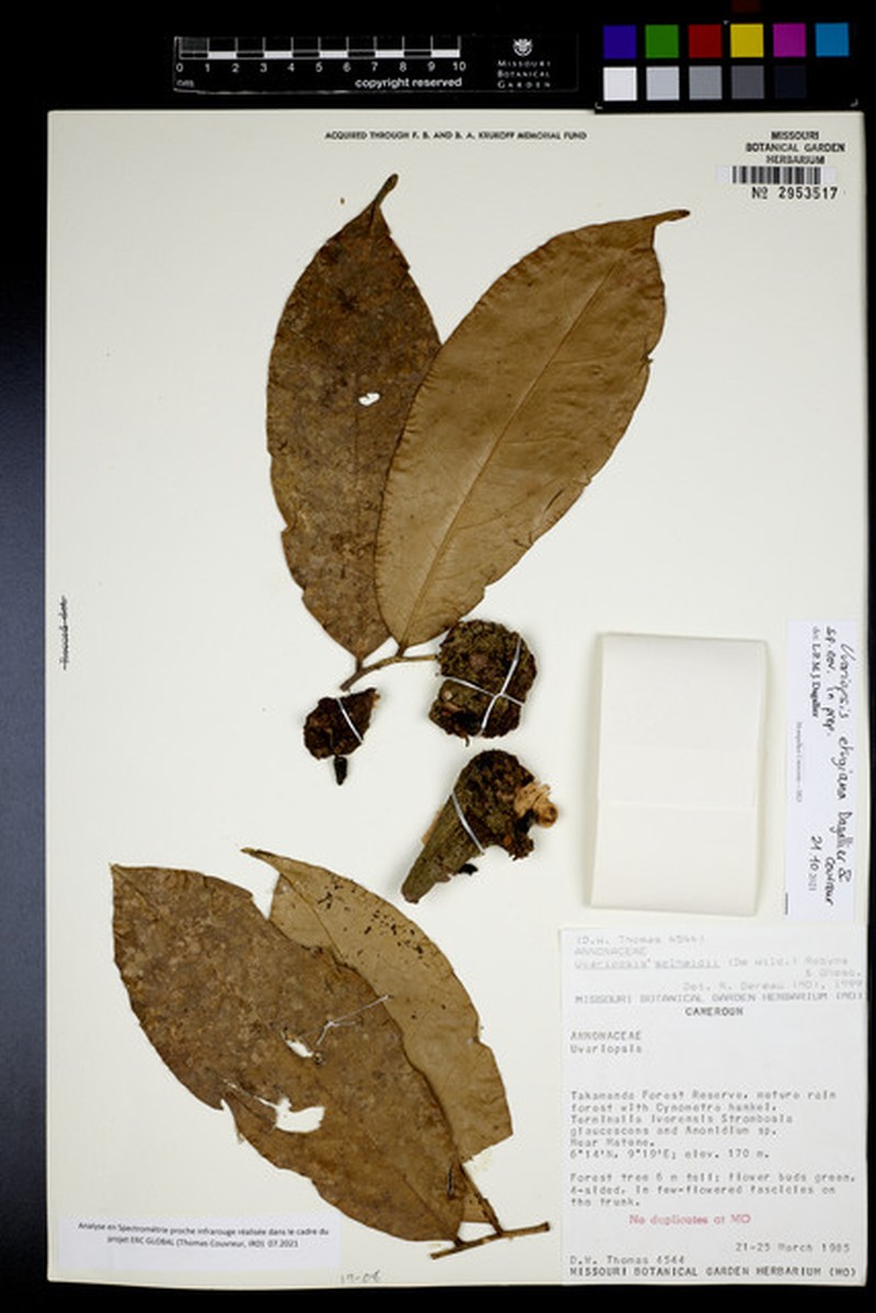 Uvariopsis etugeana