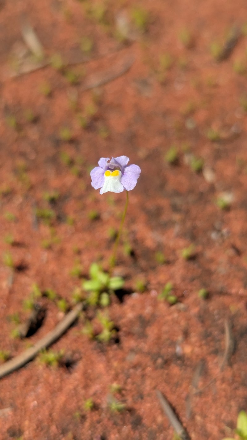 Uvedalia linearis var. linearis