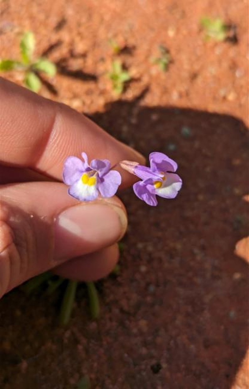 Uvedalia linearis var. linearis photo 2