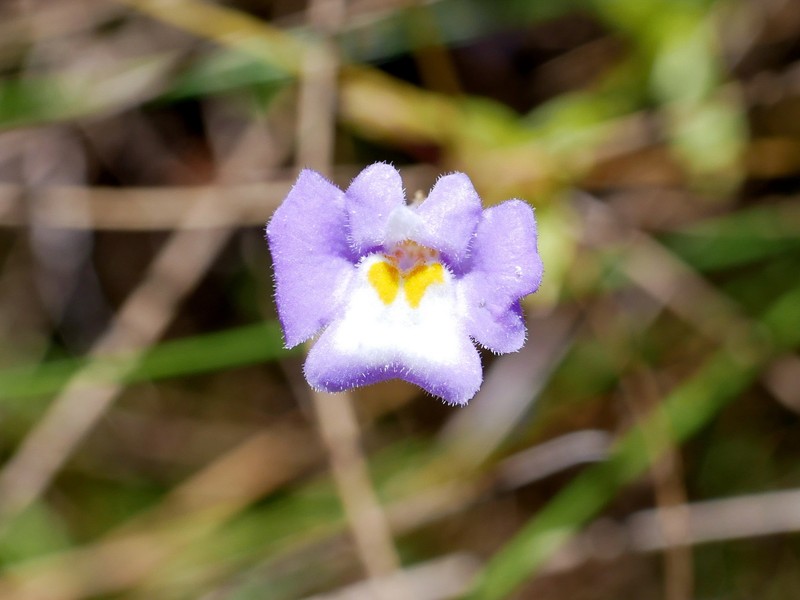 Uvedalia linearis var. linearis photo 3