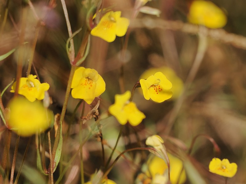 Uvedalia linearis var. lutea