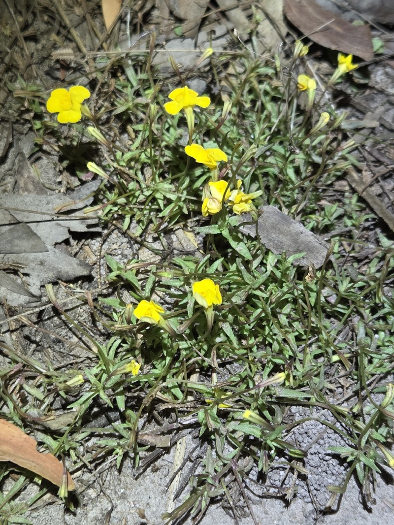 Uvedalia linearis var. lutea photo 2