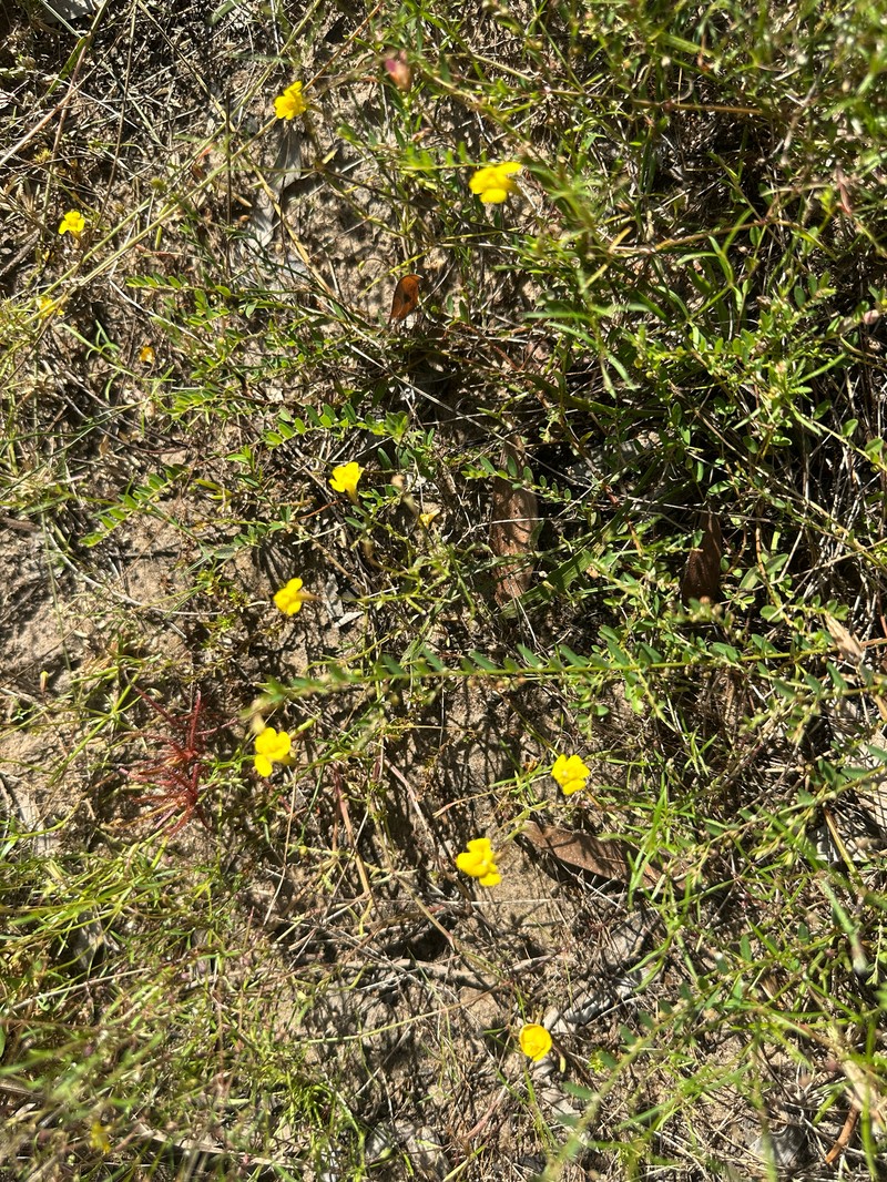 Uvedalia linearis var. lutea photo 3