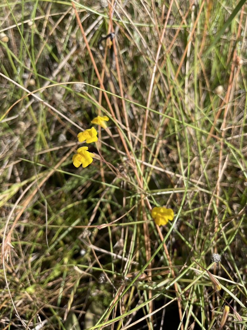 Uvedalia linearis var. lutea photo 4