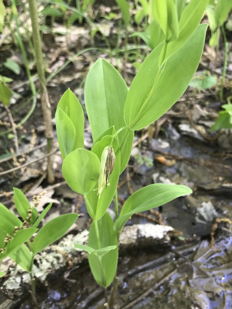 Florida Bellwort