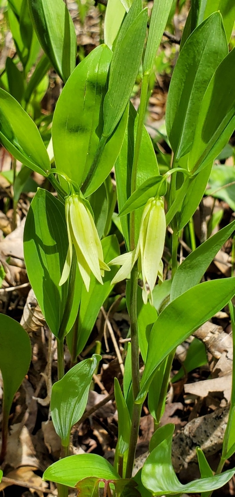 Florida Bellwort photo 2