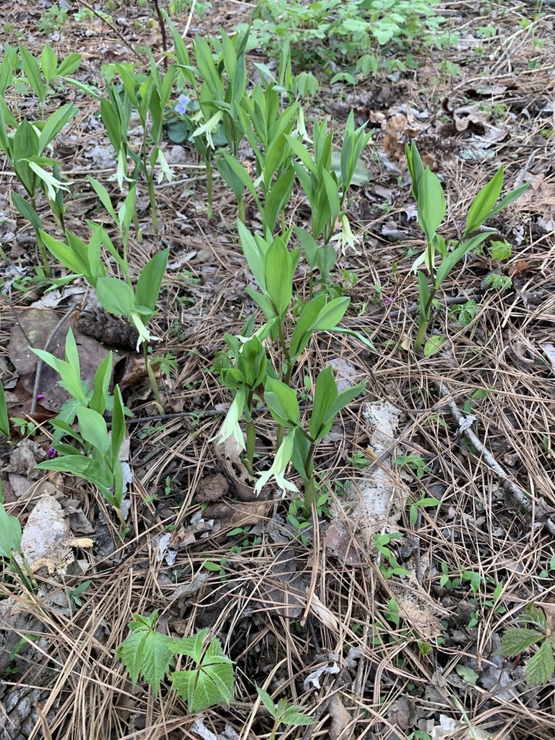 Florida Bellwort photo 3