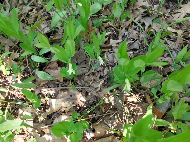 Florida Bellwort photo 4