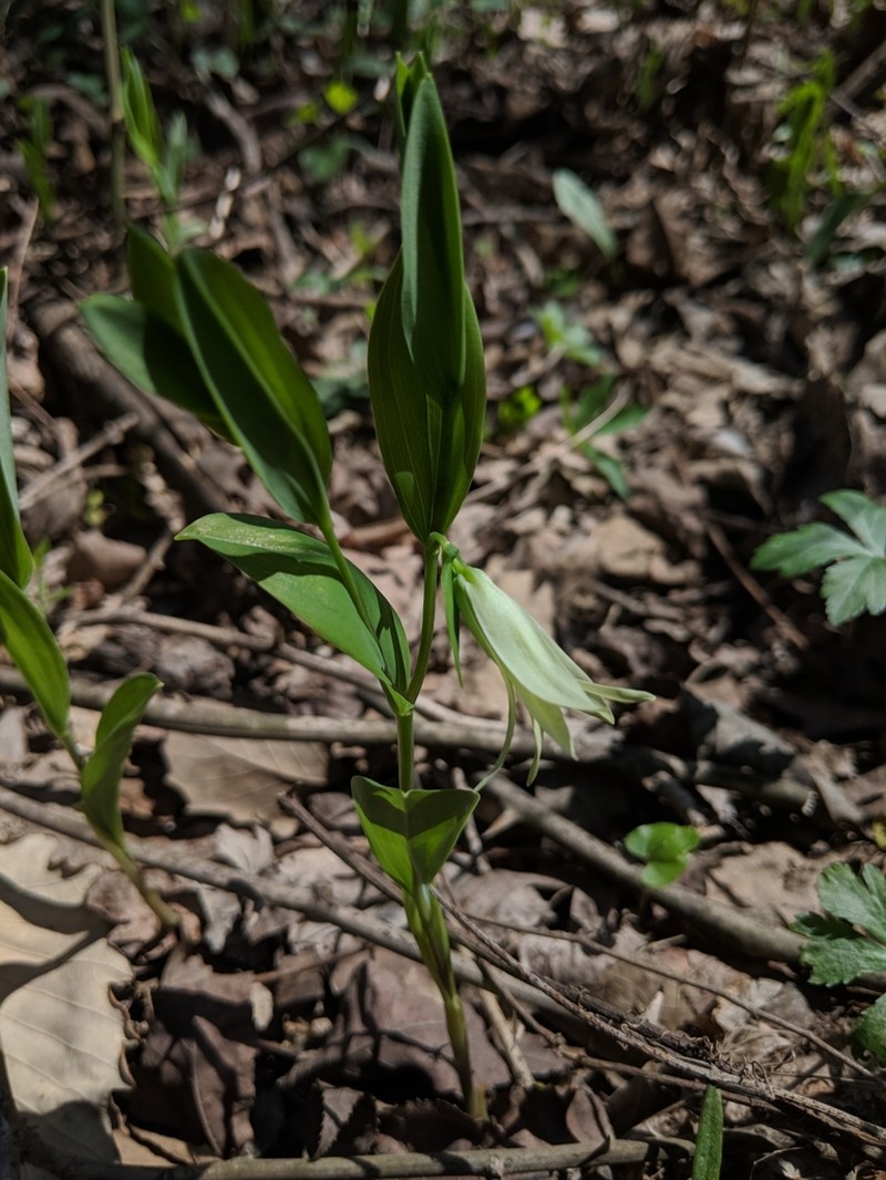 Florida Bellwort photo 5
