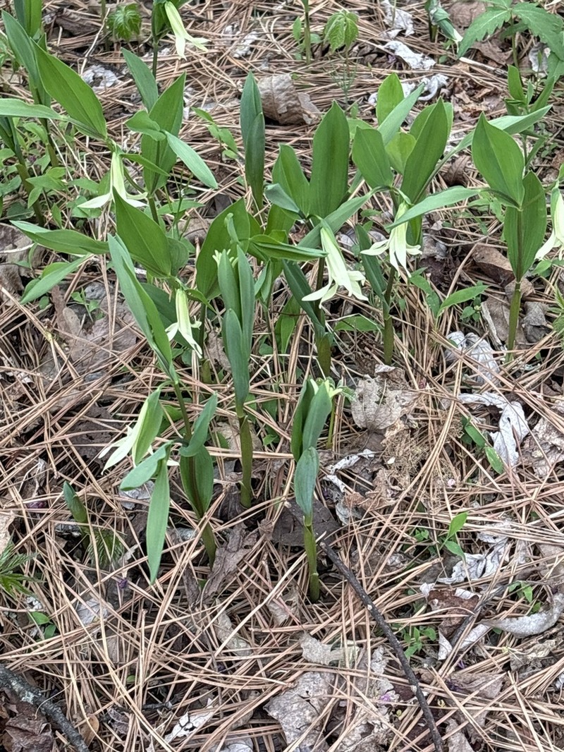 Florida Bellwort photo 6