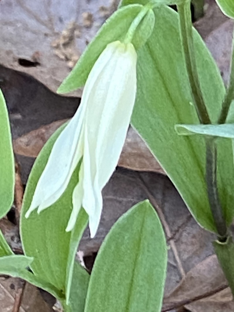 Florida Bellwort photo 7