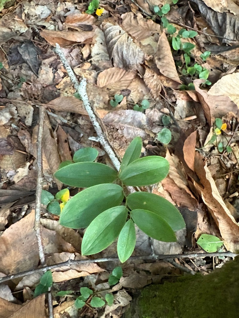 Florida Bellwort photo 8