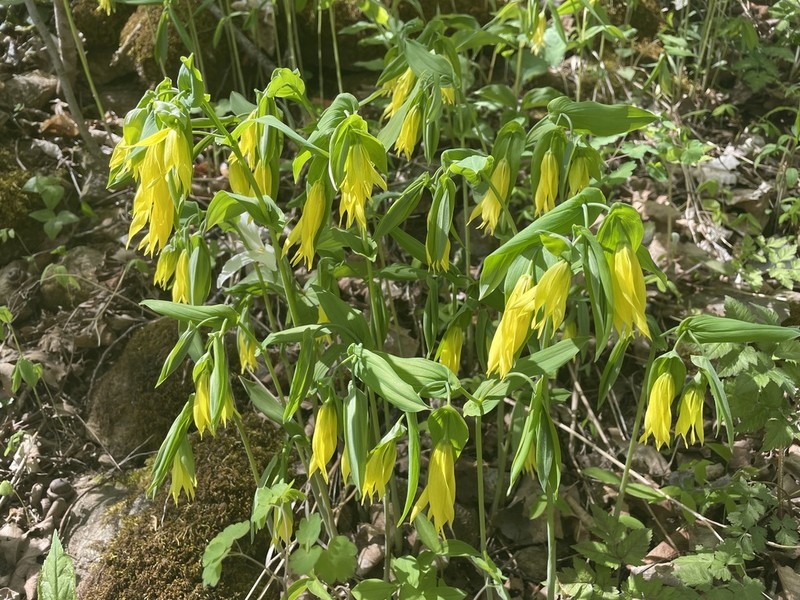 Largeflower Bellwort photo 3