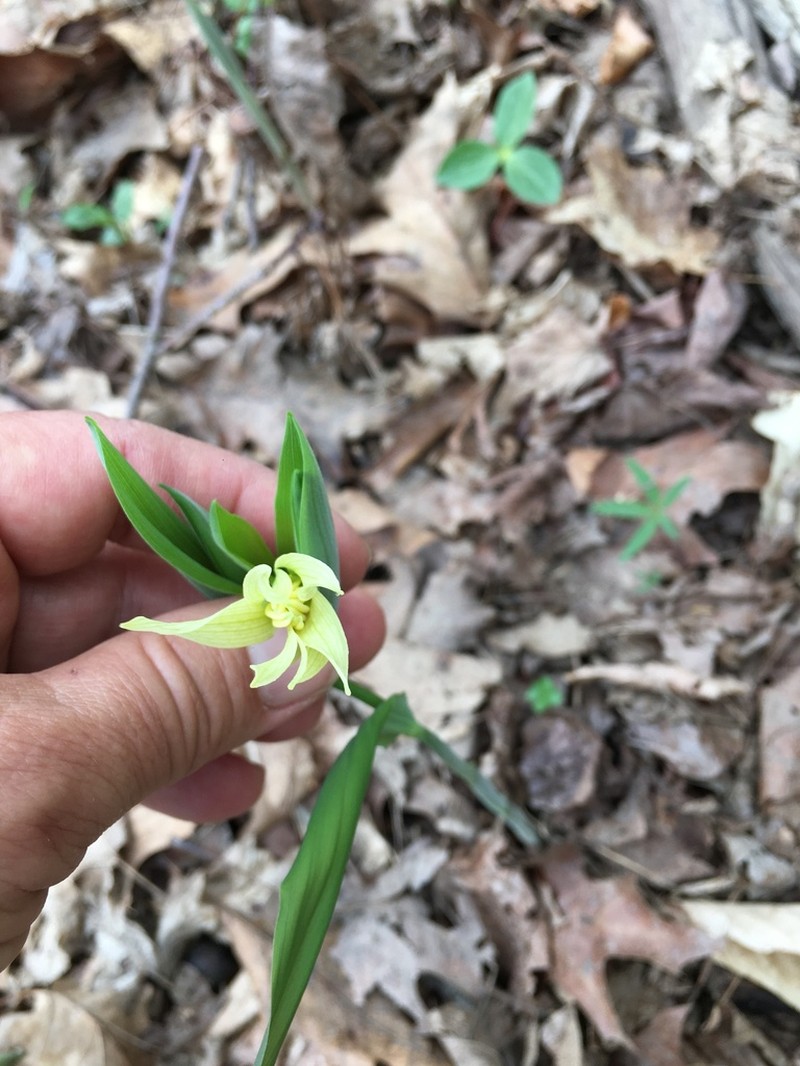 Largeflower Bellwort photo 4