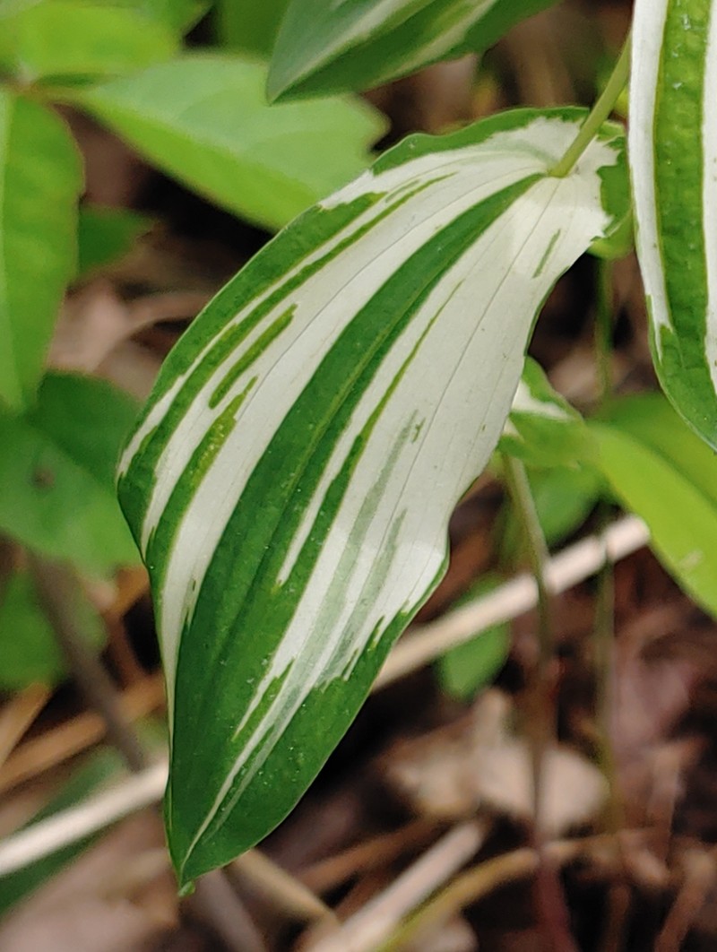 Largeflower Bellwort photo 5