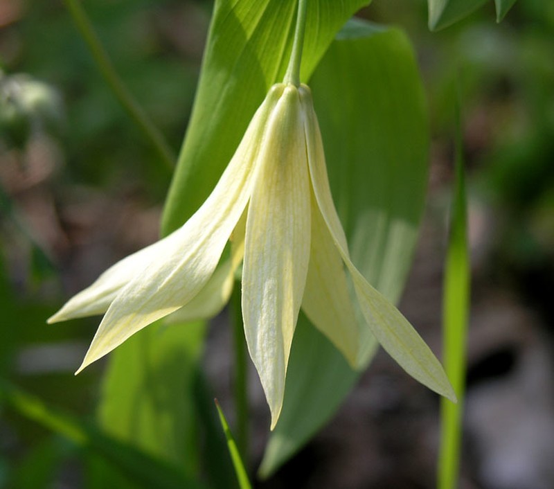 Largeflower Bellwort photo 6