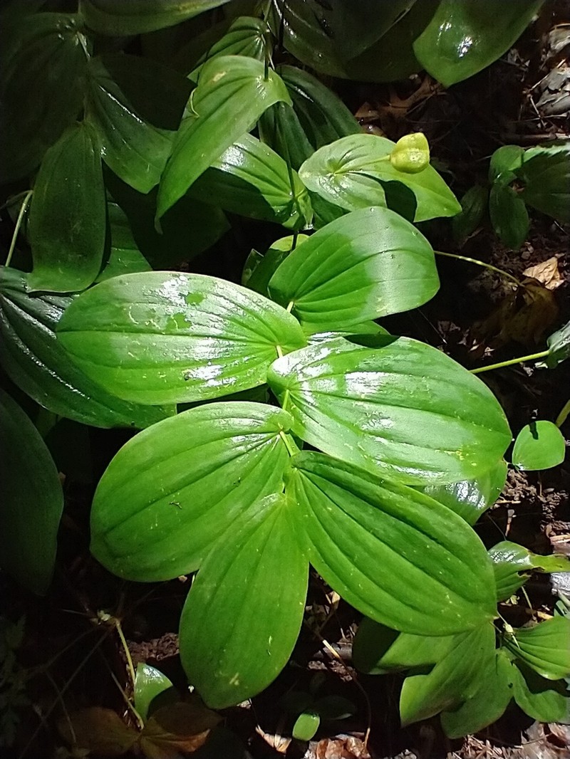 Largeflower Bellwort photo 7