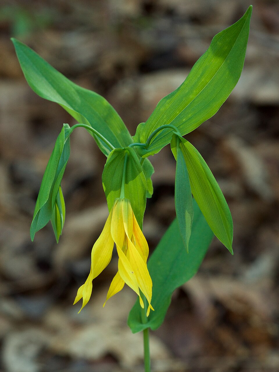 Largeflower Bellwort