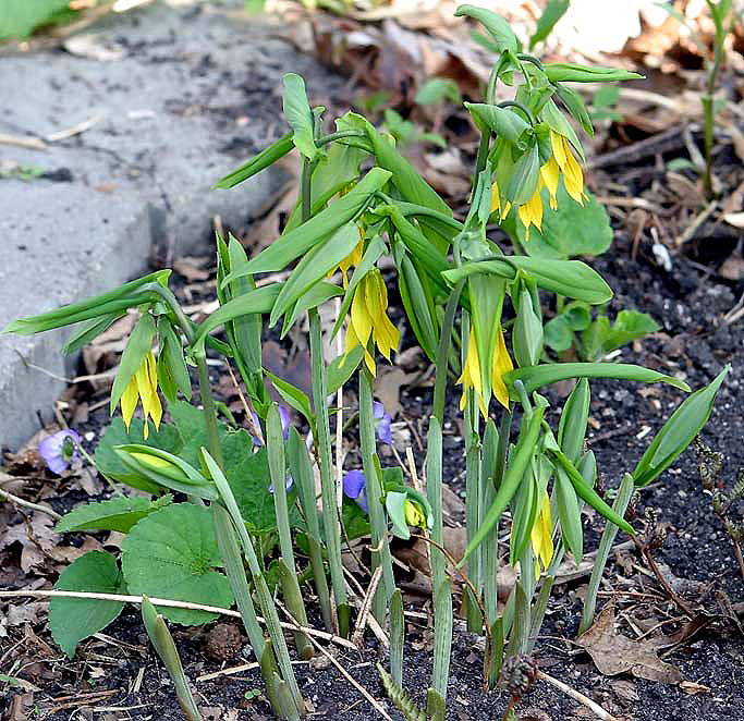 Largeflower Bellwort photo 5