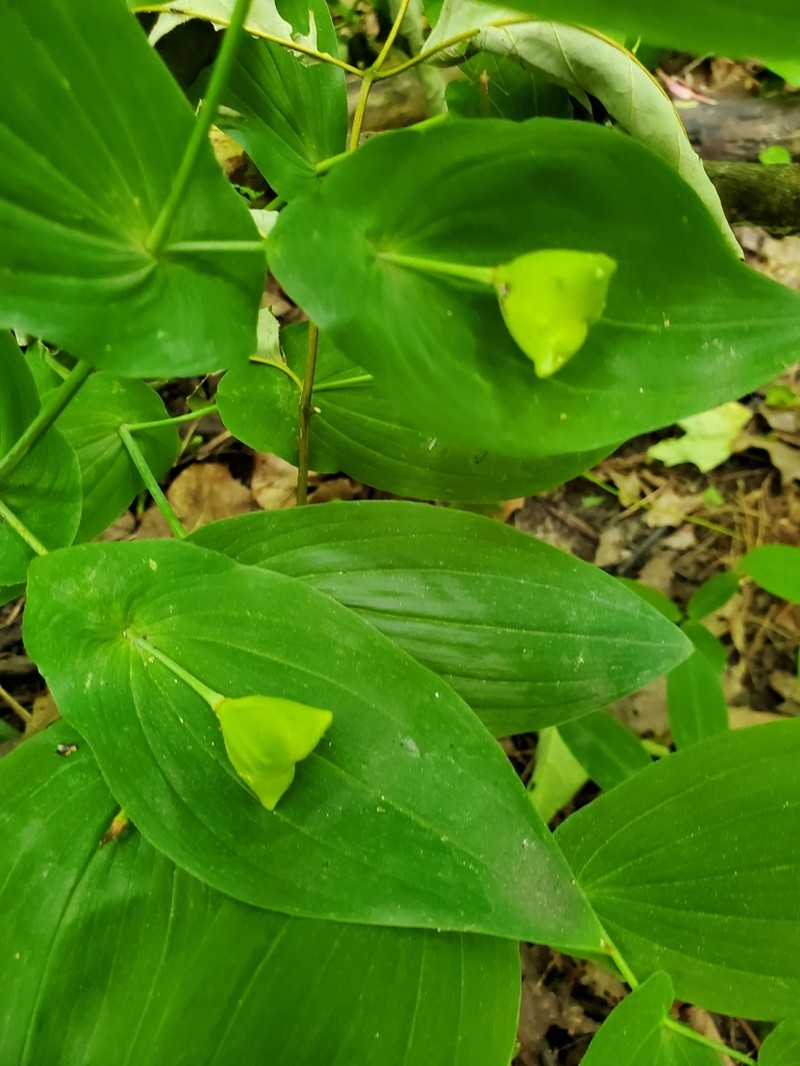 Perfoliate Bellwort photo 3