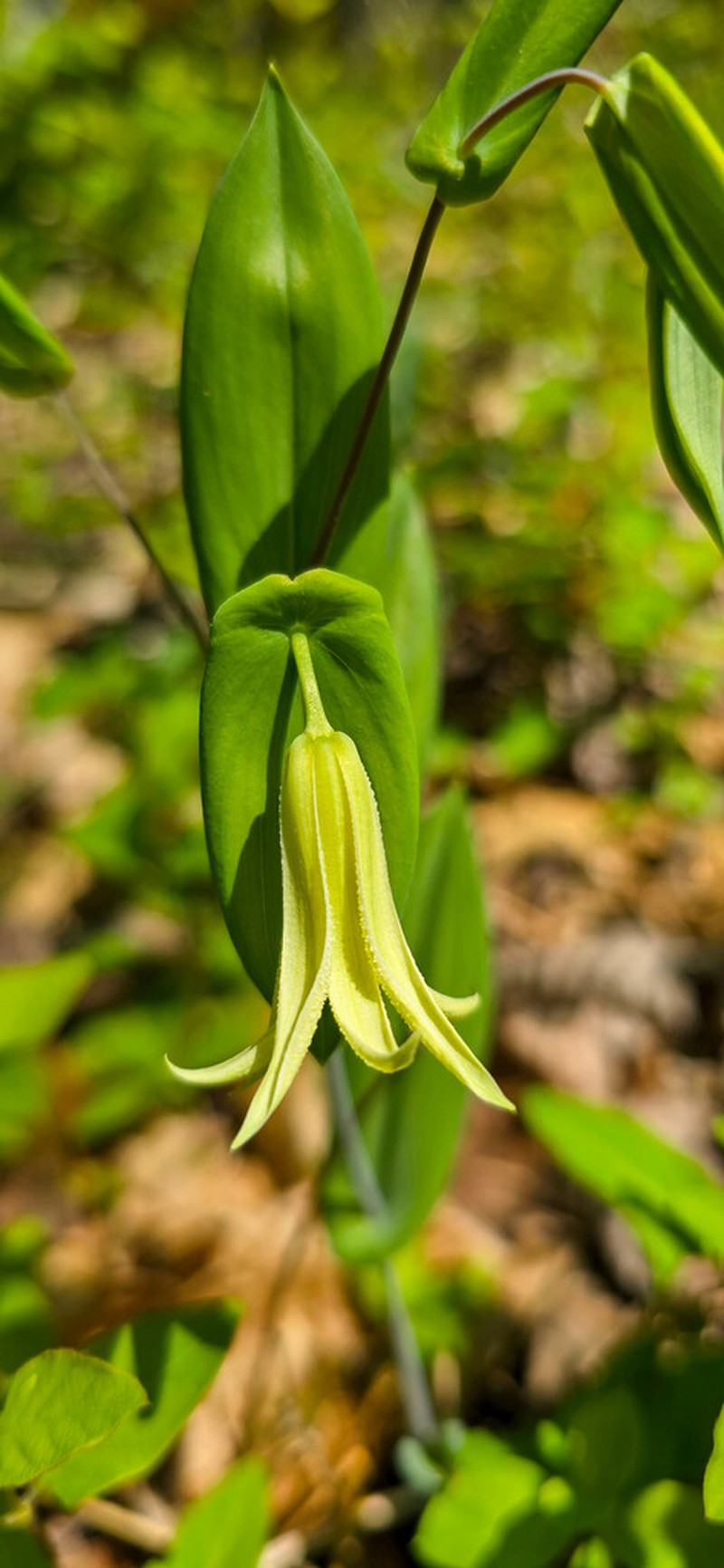 Perfoliate Bellwort photo 4