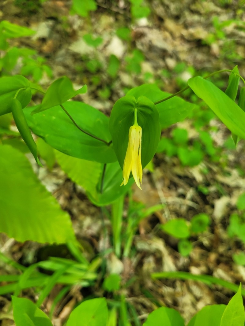 Perfoliate Bellwort photo 5