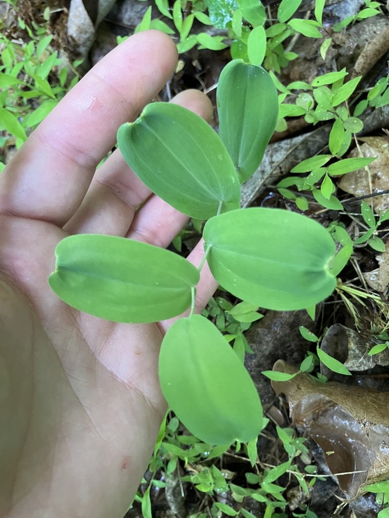 Perfoliate Bellwort photo 6
