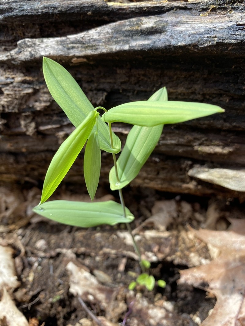 Perfoliate Bellwort photo 7