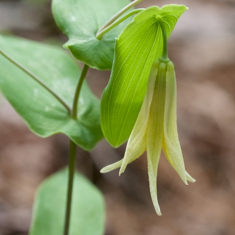 Perfoliate Bellwort