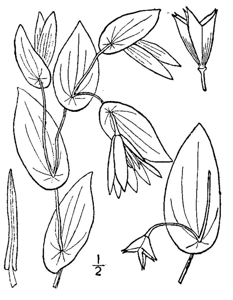 Perfoliate Bellwort photo 2