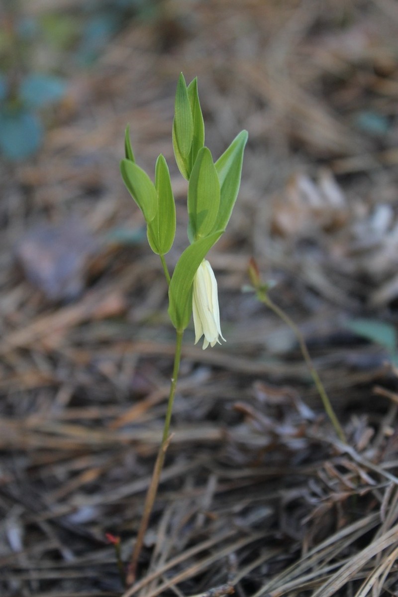 Mountain Bellwort photo 3