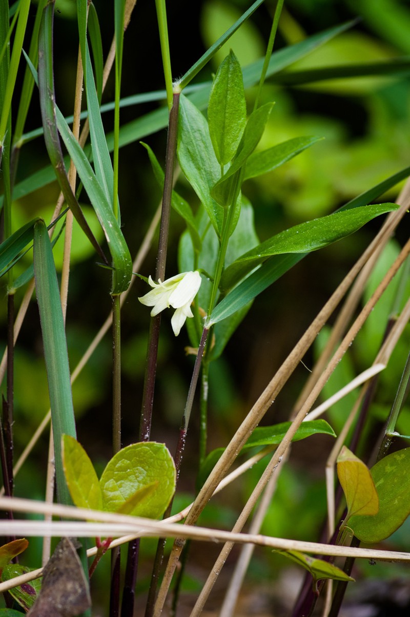 Mountain Bellwort photo 4
