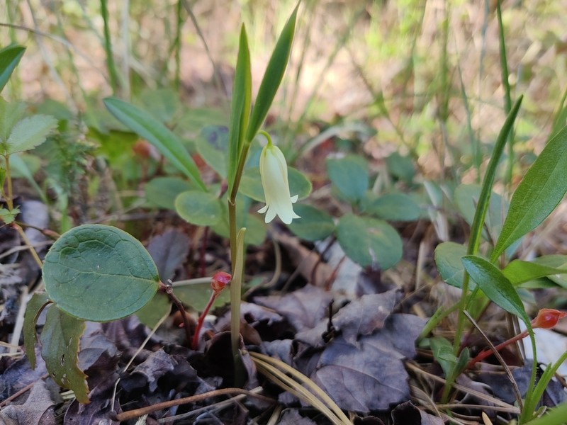 Mountain Bellwort photo 5