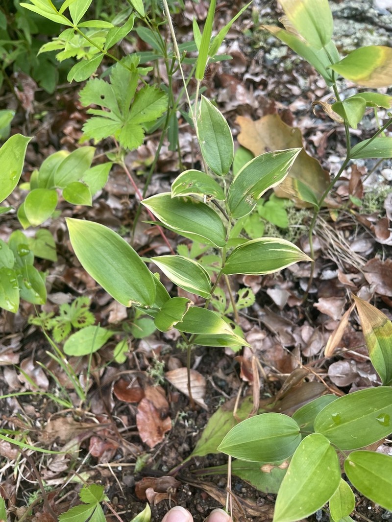 Mountain Bellwort photo 6