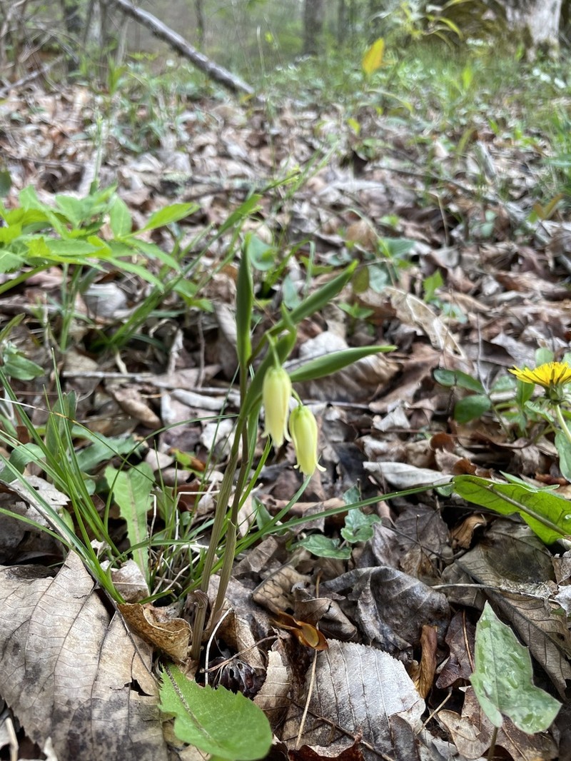 Mountain Bellwort photo 7