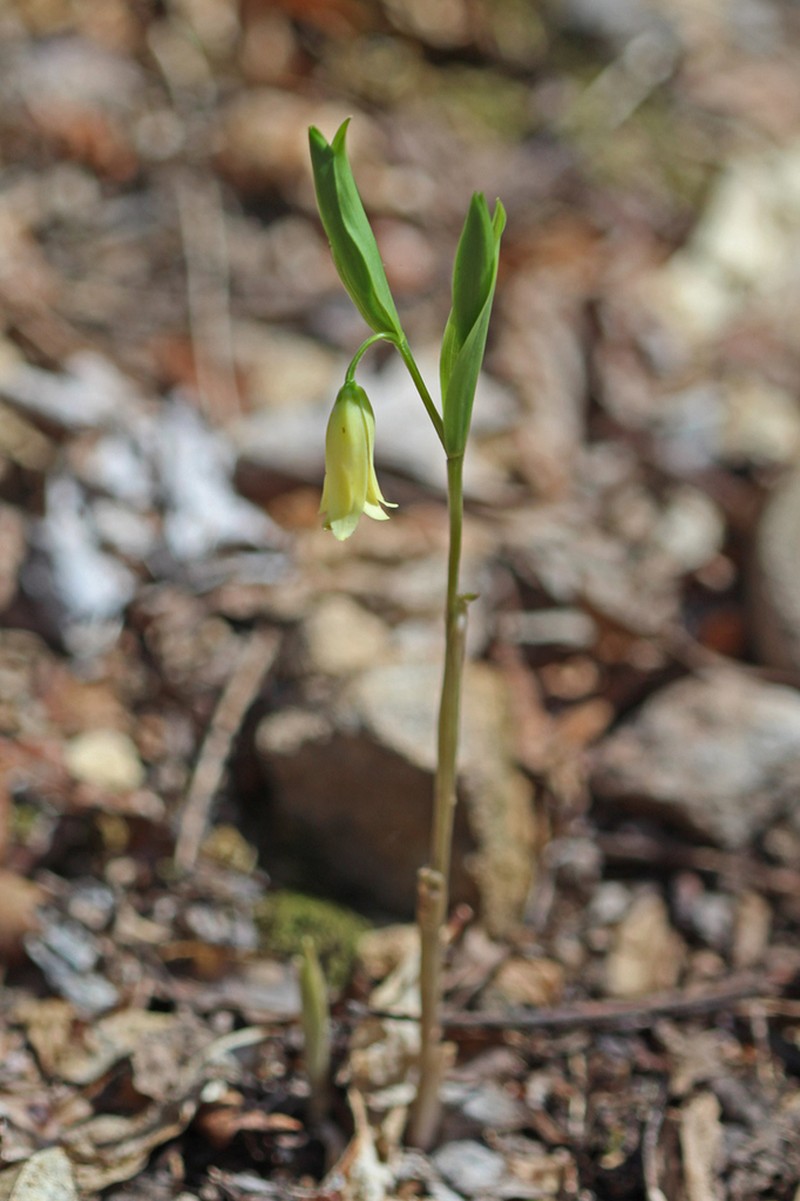Mountain Bellwort photo 8