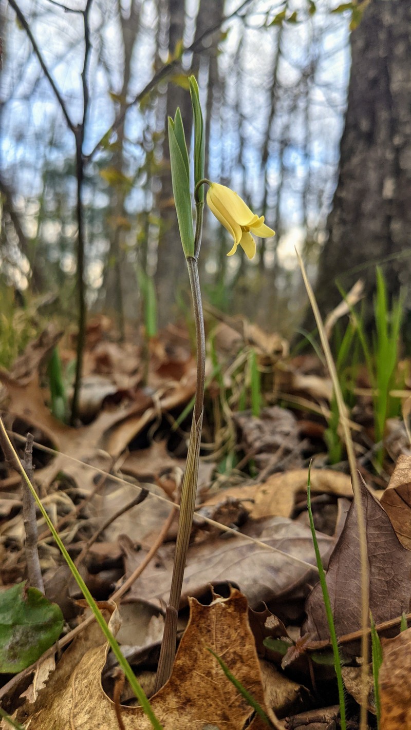 Mountain Bellwort photo 2