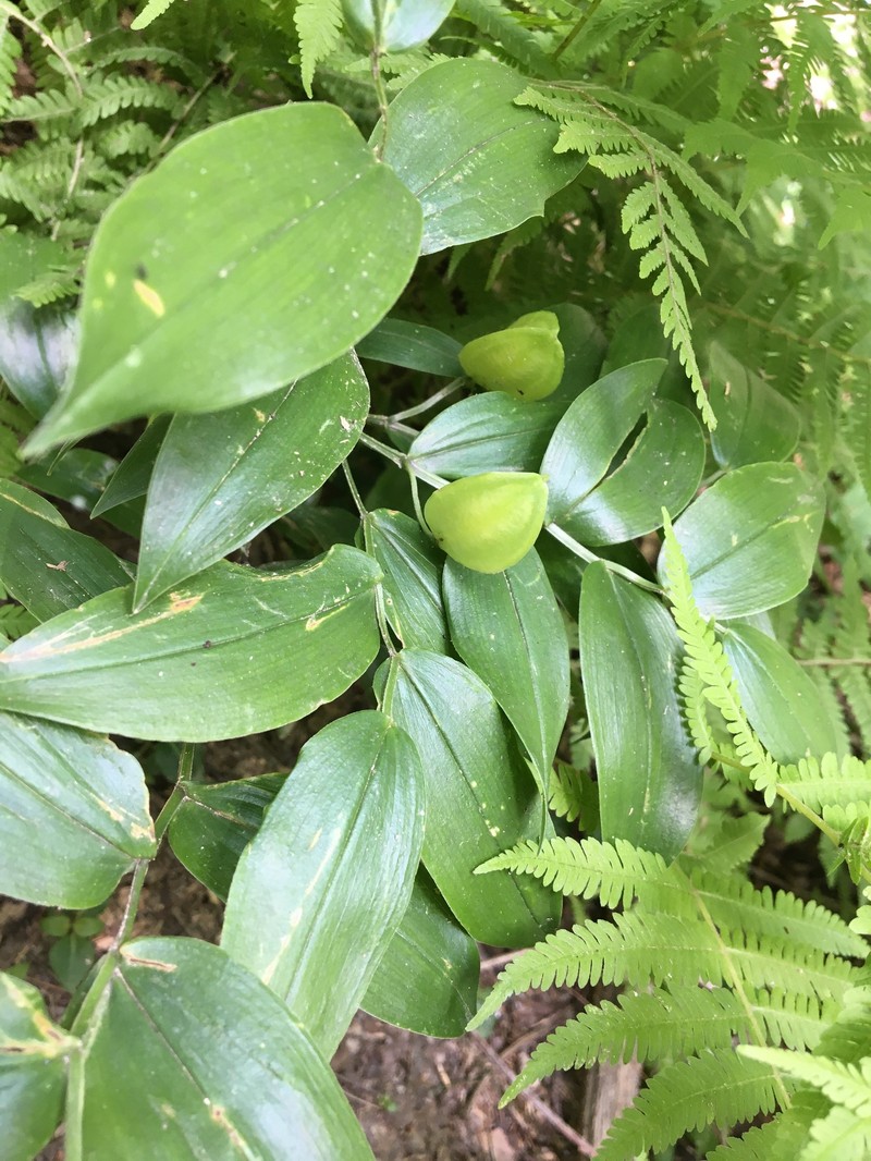 Mountain Bellwort photo 3