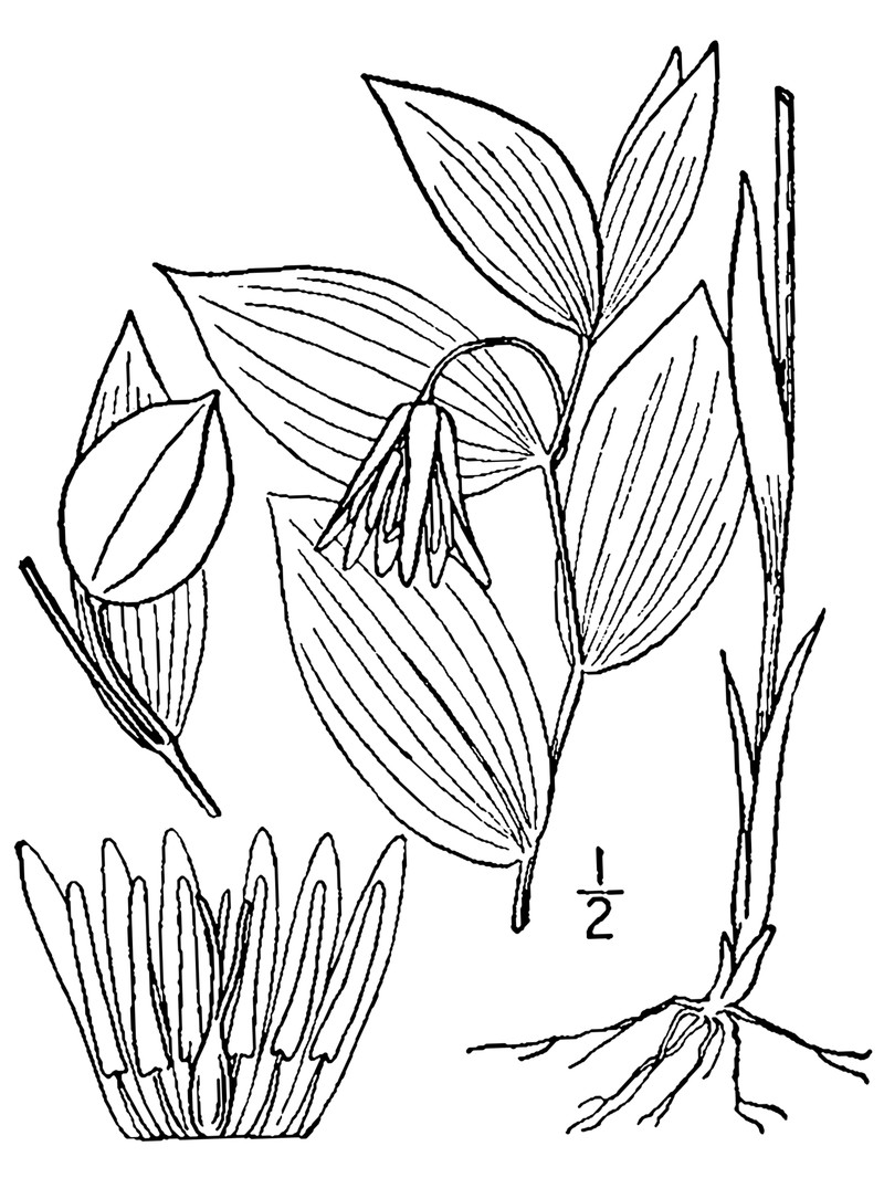 Mountain Bellwort