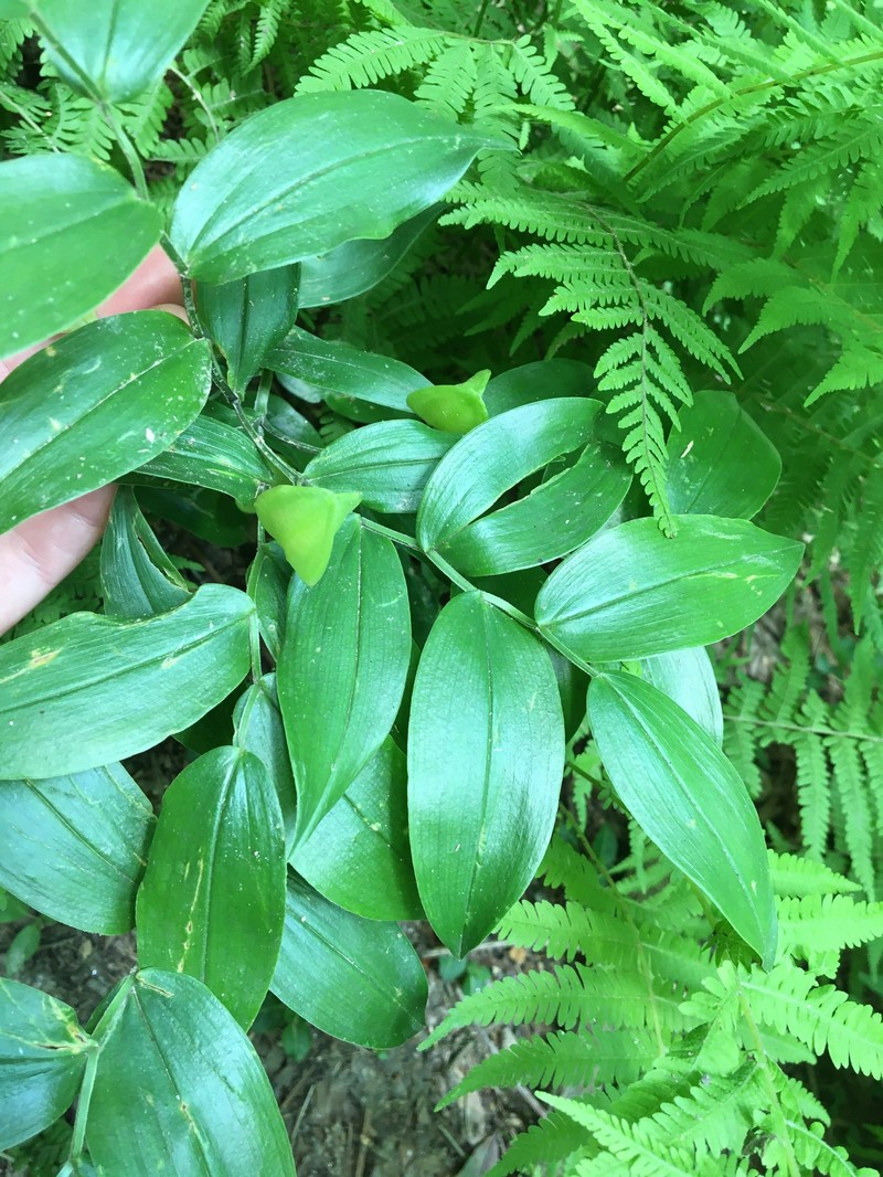 Mountain Bellwort photo 4
