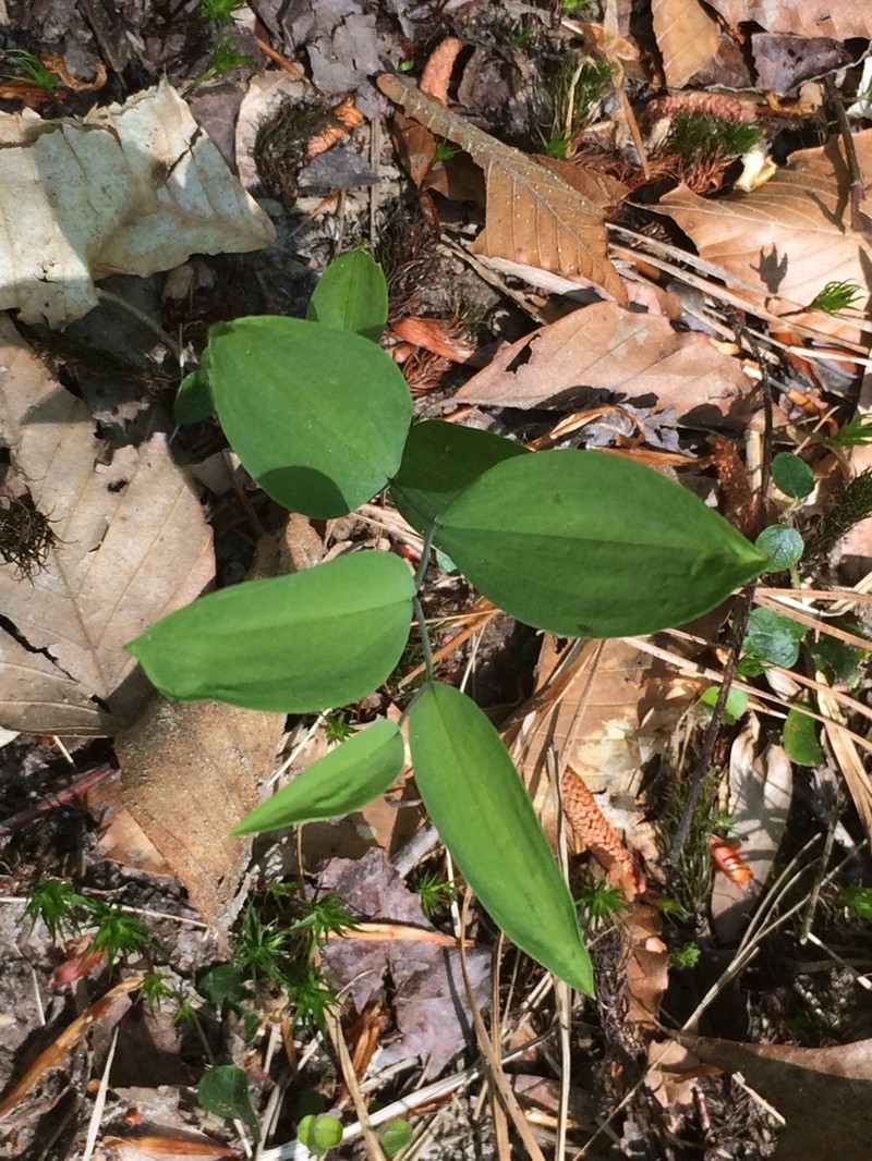 Sessileleaf Bellwort photo 2