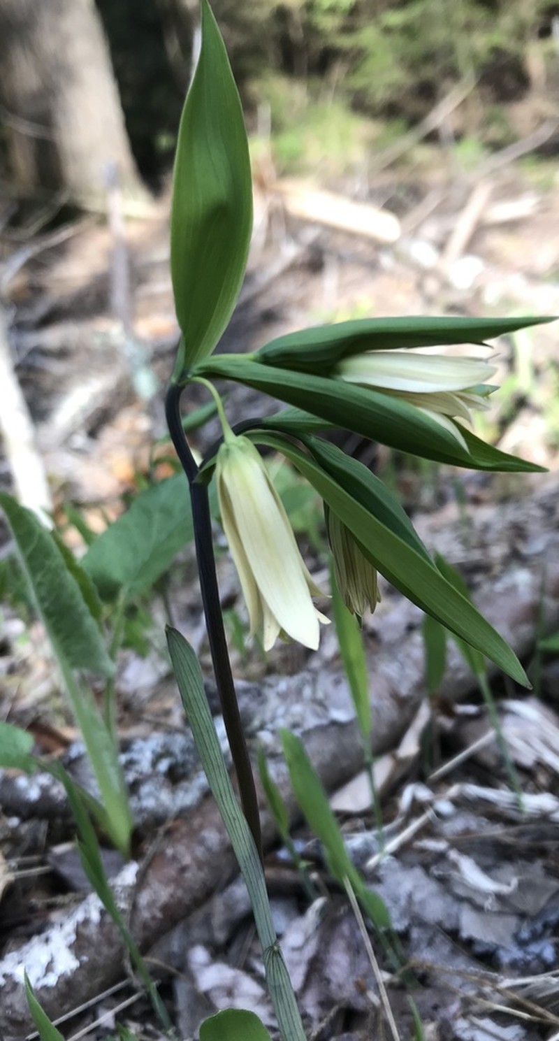 Sessileleaf Bellwort photo 3