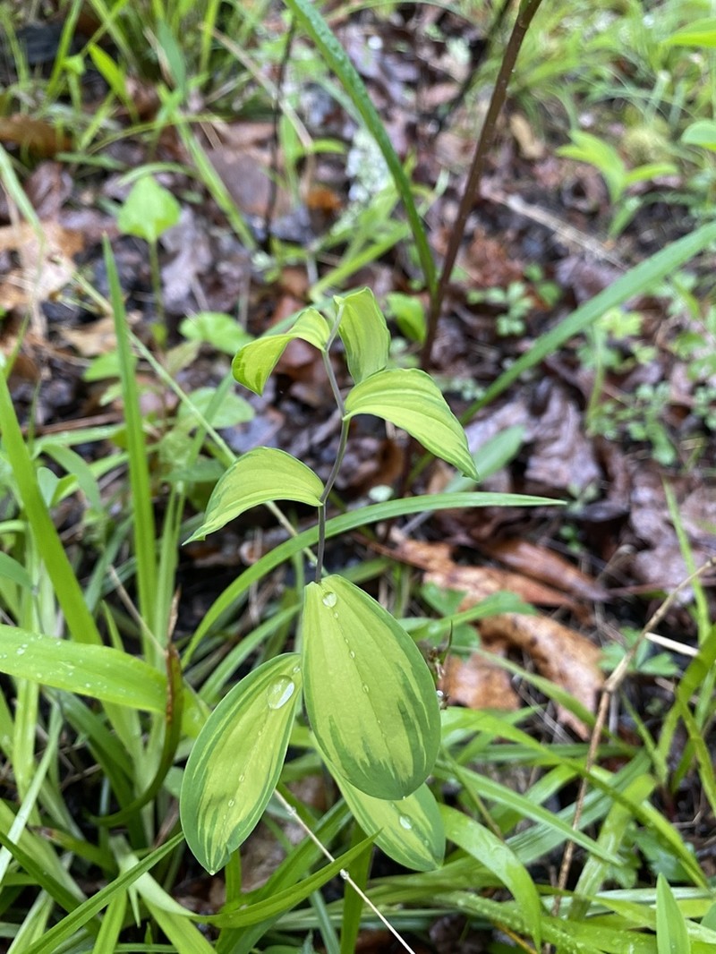 Sessileleaf Bellwort photo 4