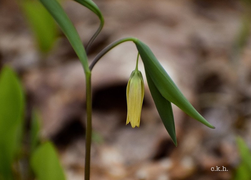 Sessileleaf Bellwort photo 5