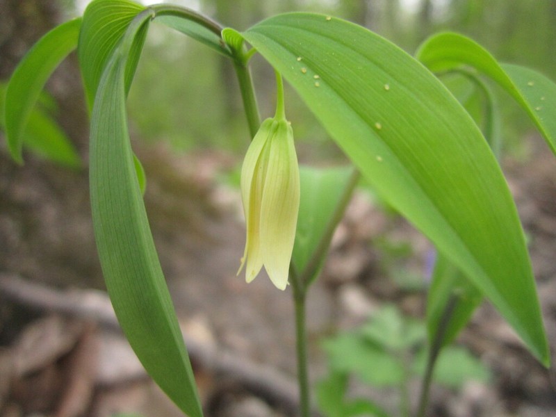 Sessileleaf Bellwort photo 6