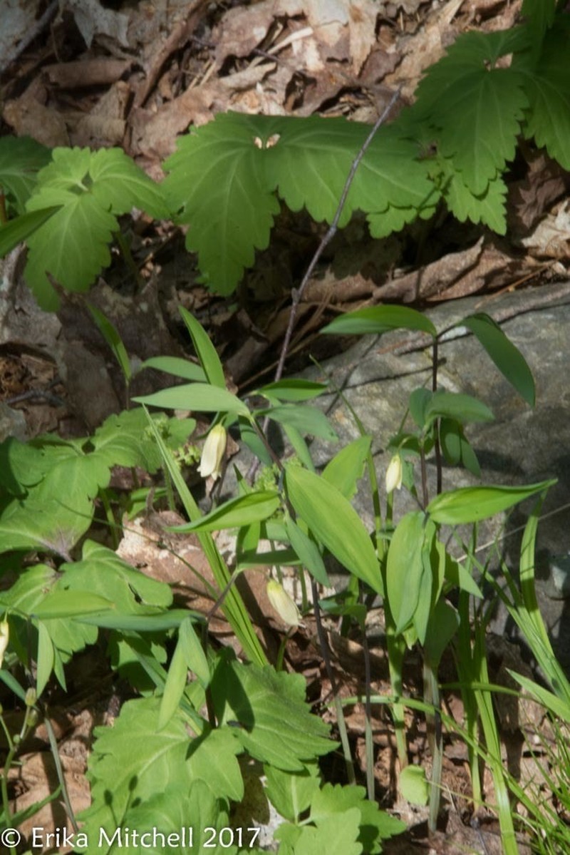 Sessileleaf Bellwort photo 7