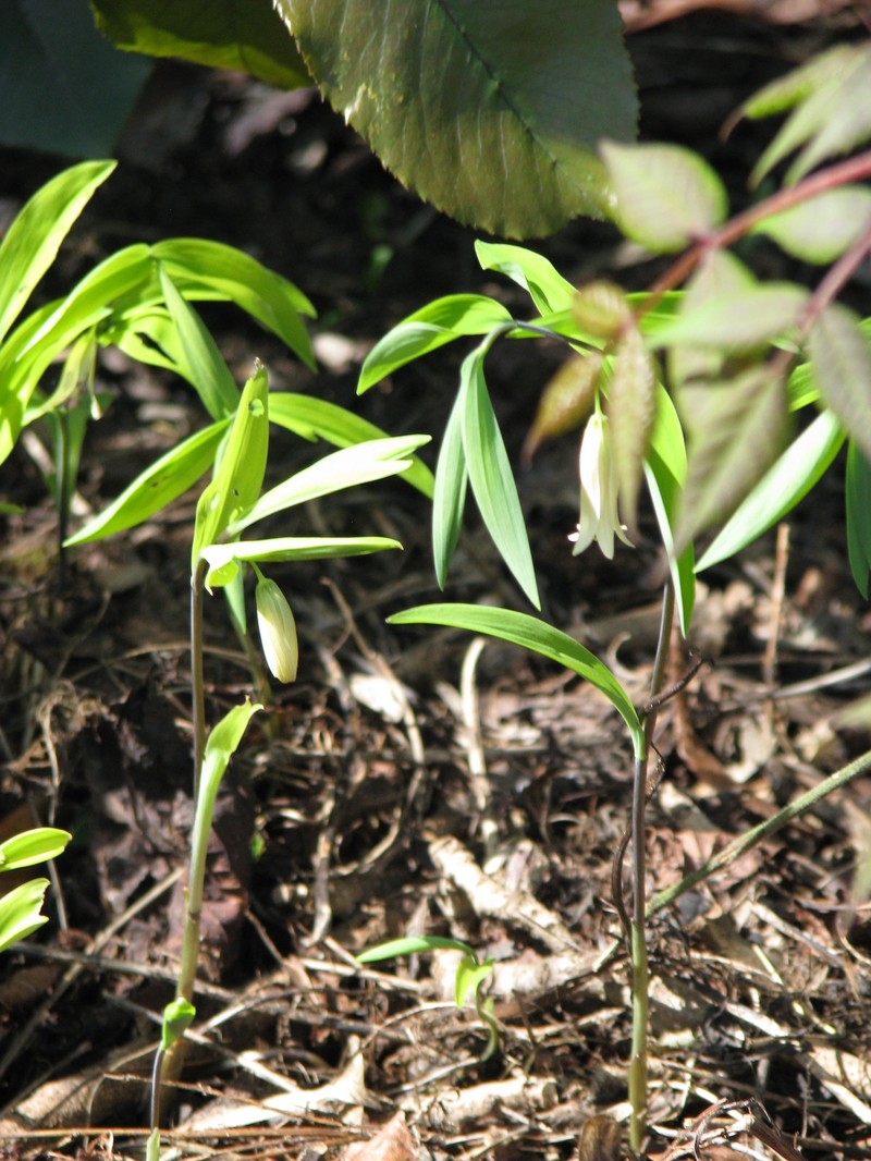 Sessileleaf Bellwort photo 5