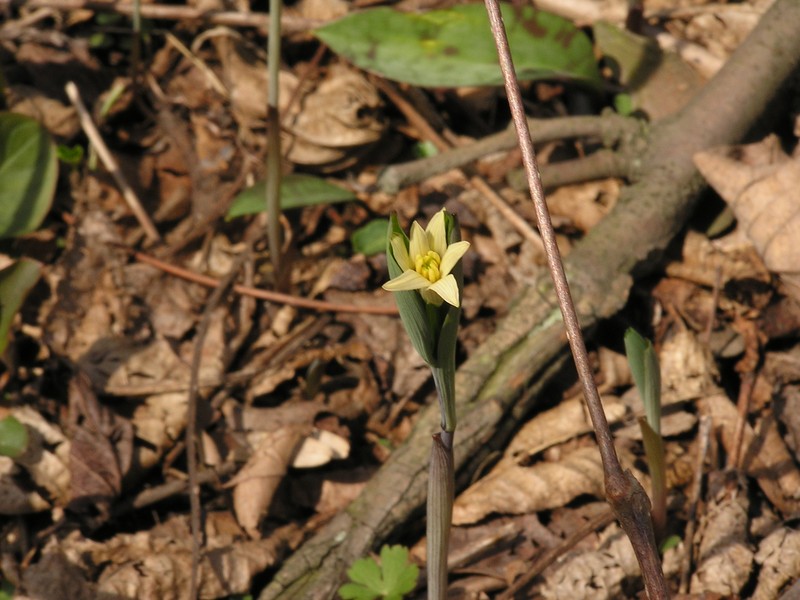 Sessileleaf Bellwort photo 6